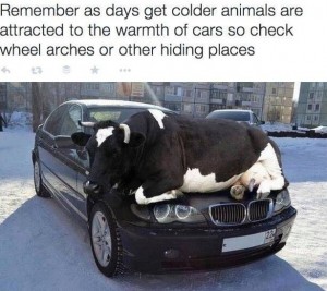 check your car 300x267